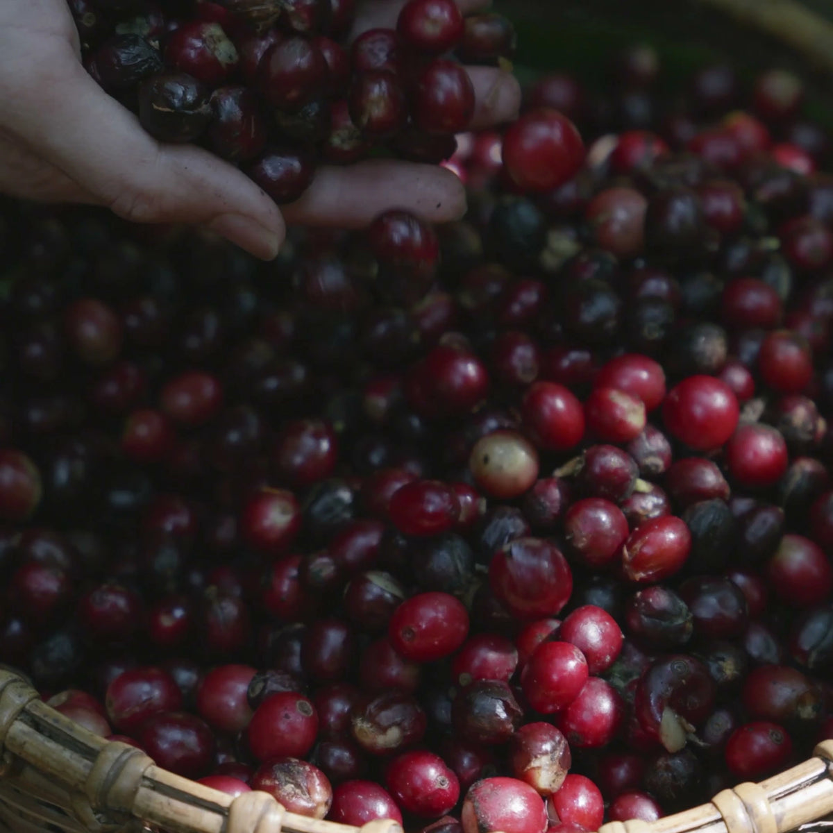 Hands sorting red coffee cherries — illustrative coffee photography