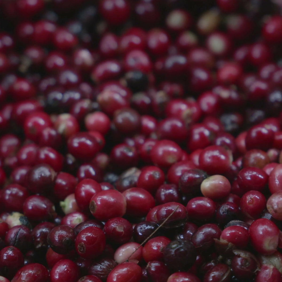Red coffee cherries in a woven basket — illustrative serving or coffee study